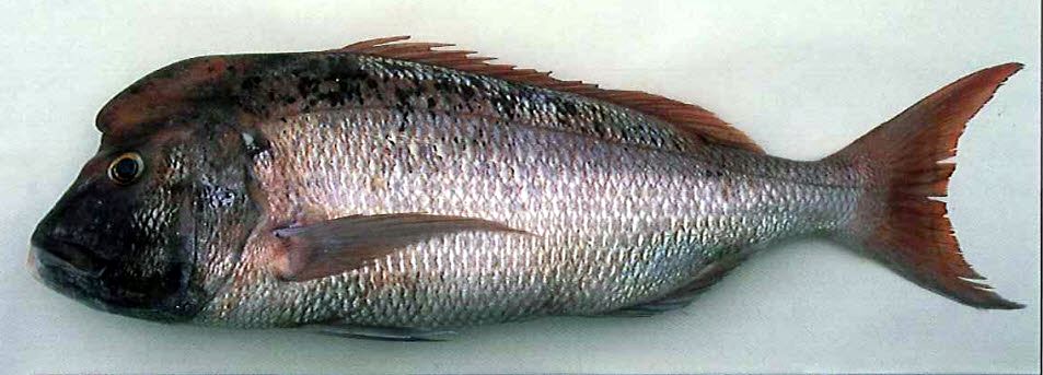 Dentex gibbosus_05.jpg